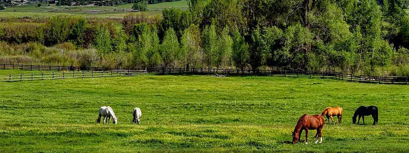 Pet and horse health